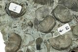 Multiple Fossil Brachiopod and Gastropod Plate - Indiana #325697-1